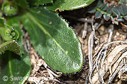 Bewimperte Gänsekresse (Arabis ciliata) (F210434)