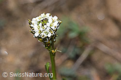 Bewimperte Gänsekresse (Arabis ciliata) (F210436)