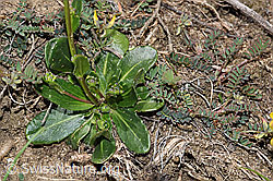 Bewimperte Gänsekresse (Arabis ciliata) (F210437)
