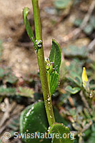Bewimperte Gänsekresse (Arabis ciliata) (F210439)