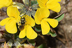 Dunkelgrüne Schmalbiene (Lasioglossum morio) auf Gebräuchlichem Ehrenpreis (Veronica officinalis)