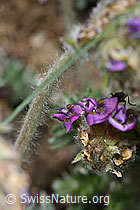 Samtiger Haller-Spitzkiel (Oxytropis halleri ssp. velutina) (F210457) Samtiger Haller-Spitzkiel (Oxytropis halleri ssp. velutina) (F210457)