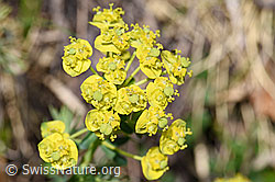 Zypressen-Wolfsmilch (Euphorbia cyparissias) (21.05.2022, F210462)