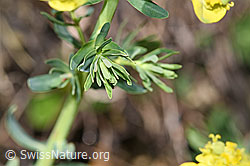 Zypressen-Wolfsmilch (Euphorbia cyparissias) (F210463)
