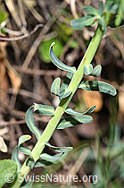 Zypressen-Wolfsmilch (Euphorbia cyparissias) (F210464)