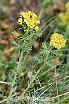 Zypressen-Wolfsmilch (Euphorbia cyparissias) (21.05.2022, F210465)