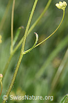 Biscutella laevigata (F210473)
