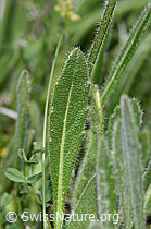 Biscutella laevigata (F210474)