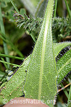 Biscutella laevigata (F210477)