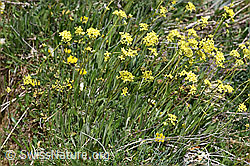 Biscutella laevigata (F210480)