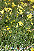 Gemeines Brillenschötchen (Biscutella laevigata) (21.05.2022, F210481)