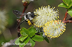 Graue Sandbiene (Andrena cineraria) an Sal-Weide (Salix caprea) (F210489) Graue Sandbiene (Andrena cineraria) an Sal-Weide (Salix caprea) (F210489)