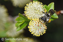 Graue Sandbiene (Andrena cineraria) an Sal-Weide (Salix caprea) (F210496) Graue Sandbiene (Andrena cineraria) an Sal-Weide (Salix caprea) (F210496)