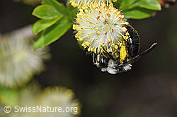 Graue Sandbiene (Andrena cineraria) an Sal-Weide (Salix caprea)