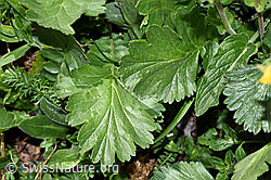 Geum montanum (F210508)