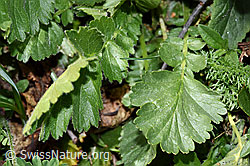 Geum montanum (F210510)
