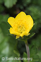 Gemeine Berg-Nelkenwurz (Geum montanum) (21.05.2022, F210516)