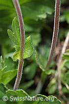 Geum montanum (F210517)
