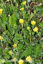 Gemeine Berg-Nelkenwurz (Geum montanum) (21.05.2022, F210523)