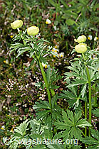 Trollblume (Trollius europaeus) (21.05.2022, F210526)