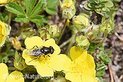 Gänsedistel-Erzschwebfliege (Cheilosia caerulescens) auf Blume (F210529)
