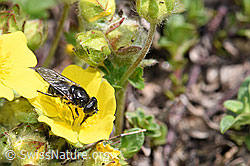Gänsedistel-Erzschwebfliege (Cheilosia caerulescens) auf Blume (F210532)