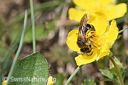 Rotbeinige Furchenbiene (Halictus rubicundus) auf Blume (21.05.2022, F210535)