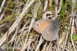 Kleines Wiesenvögelchen (Coenonympha pamphilus) (30.05.2022, F211764)