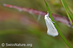 Elachista argentella (Grasminiermotte) (30.05.2022, F211766)