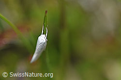 Elachista argentella (Grasminiermotte) (30.05.2022, F211769)
