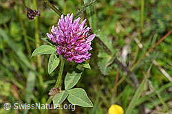 Rot-Klee (Trifolium pratense) (F211797) Rot-Klee (Trifolium pratense) (F211797)