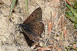 Brauner Feuerfalter (Lycaena tityrus) (F211802)
