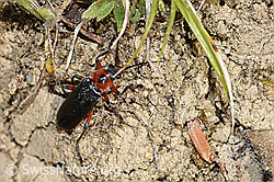 Cantharis rustica (Weichkäfer) (F211807) Cantharis rustica (Weichkäfer) (F211807)