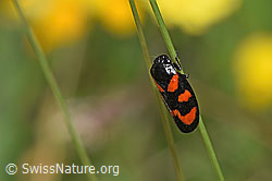 Gemeine Blutzikade (Cercopis vulnerata) (30.05.2022, F211826)
