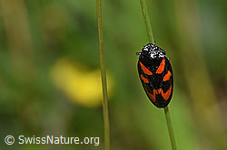 Photo: Cercopis vulnerata