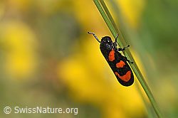 Photo: Cercopis vulnerata