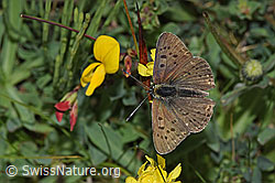 Brauner Feuerfalter (Lycaena tityrus) auf Besenheide (Calluna vulgaris)