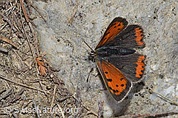 Kleiner Feuerfalter (Lycaena phlaeas) (F211846) Kleiner Feuerfalter (Lycaena phlaeas) (F211846)