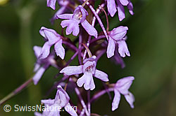 Langspornige Handwurz (Gymnadenia conopsea) (30.05.2022, F211883)