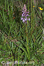 Langspornige Handwurz (Gymnadenia conopsea) (30.05.2022, F211888)