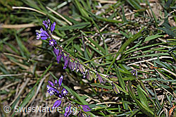 Gewöhnliche Kreuzblume (Polygala vulgaris ssp. vulgaris) (30.05.2022, F211893)