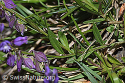 Polygala vulgaris ssp. vulgaris (F211895) Polygala vulgaris ssp. vulgaris (F211895)
