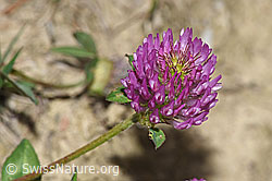 Rot-Klee (Trifolium pratense) (30.05.2022, F211898)