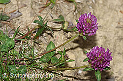 Rot-Klee (Trifolium pratense) (30.05.2022, F211900)