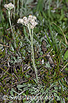 Gemeines Katzenpfötchen (Antennaria dioica) (30.05.2022, F211907)
