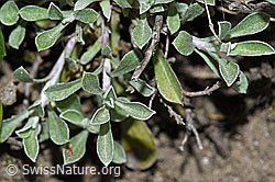 Gemeines Katzenpfötchen (Antennaria dioica) (F211908)