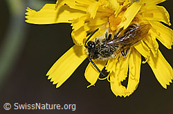 Haltictus tetrazonius on blossom (F211913)