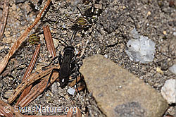 Anoplius infuscatus (F211938)