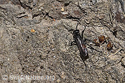 Anoplius infuscatus (Wegwespe) (30.05.2022, F211940)