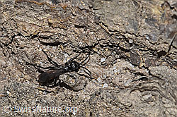 Anoplius infuscatus (Wegwespe) (30.05.2022, F211943)